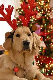 Condolence image of Weihnachtsgrüße die von Herzen kommen✰ ¸.•*¨*•.