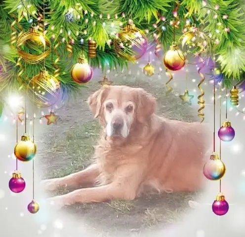 Condolence image of Frohe❤❤❤Weihnachten❤❤❤