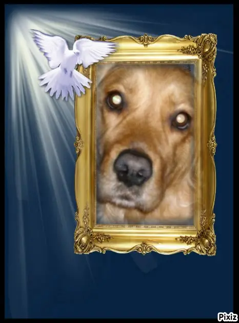 Condolence image of Tanja mit Timmy im Herzen