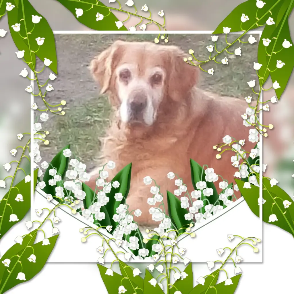 Condolence image of 1.Mai❤️Rosenchen❤️❤️❤️
