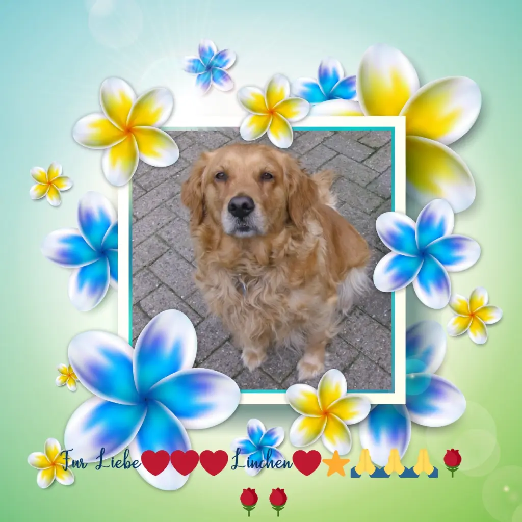 Condolence image of Fur Linchen❤️⭐️