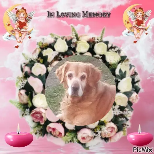 Condolence image of 5.Sternchen❤Gedenktag❤❤❤❤❤