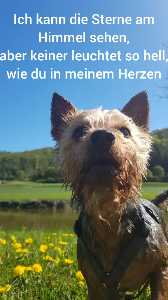 Image from Teddy