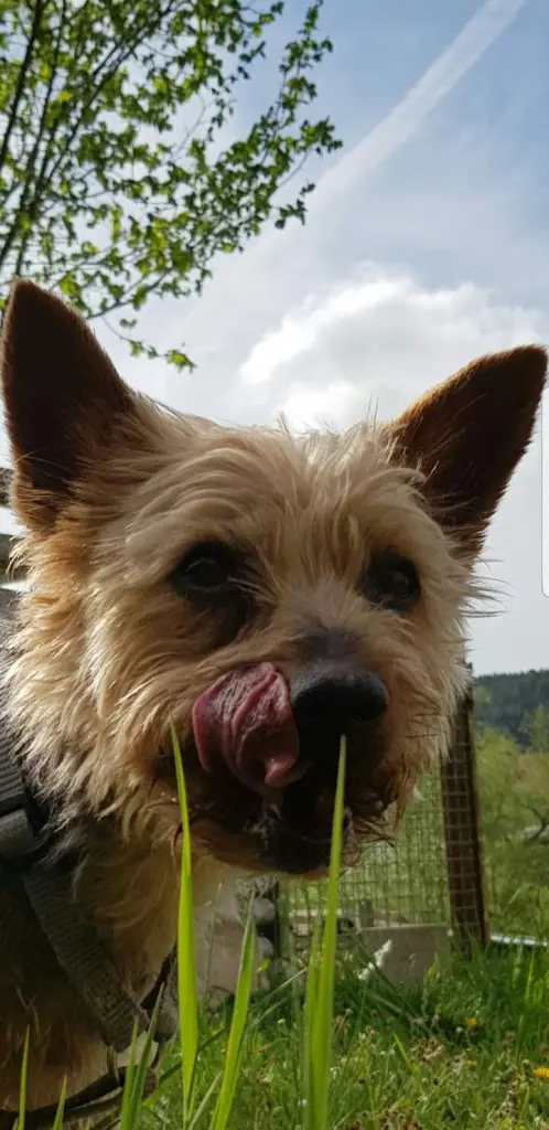 Image from Teddy