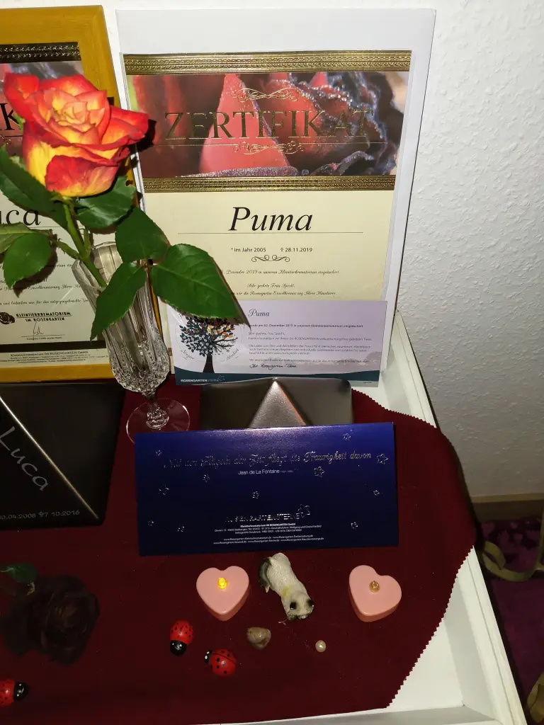 Image from Puma