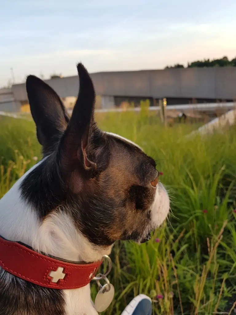 Image from Falco