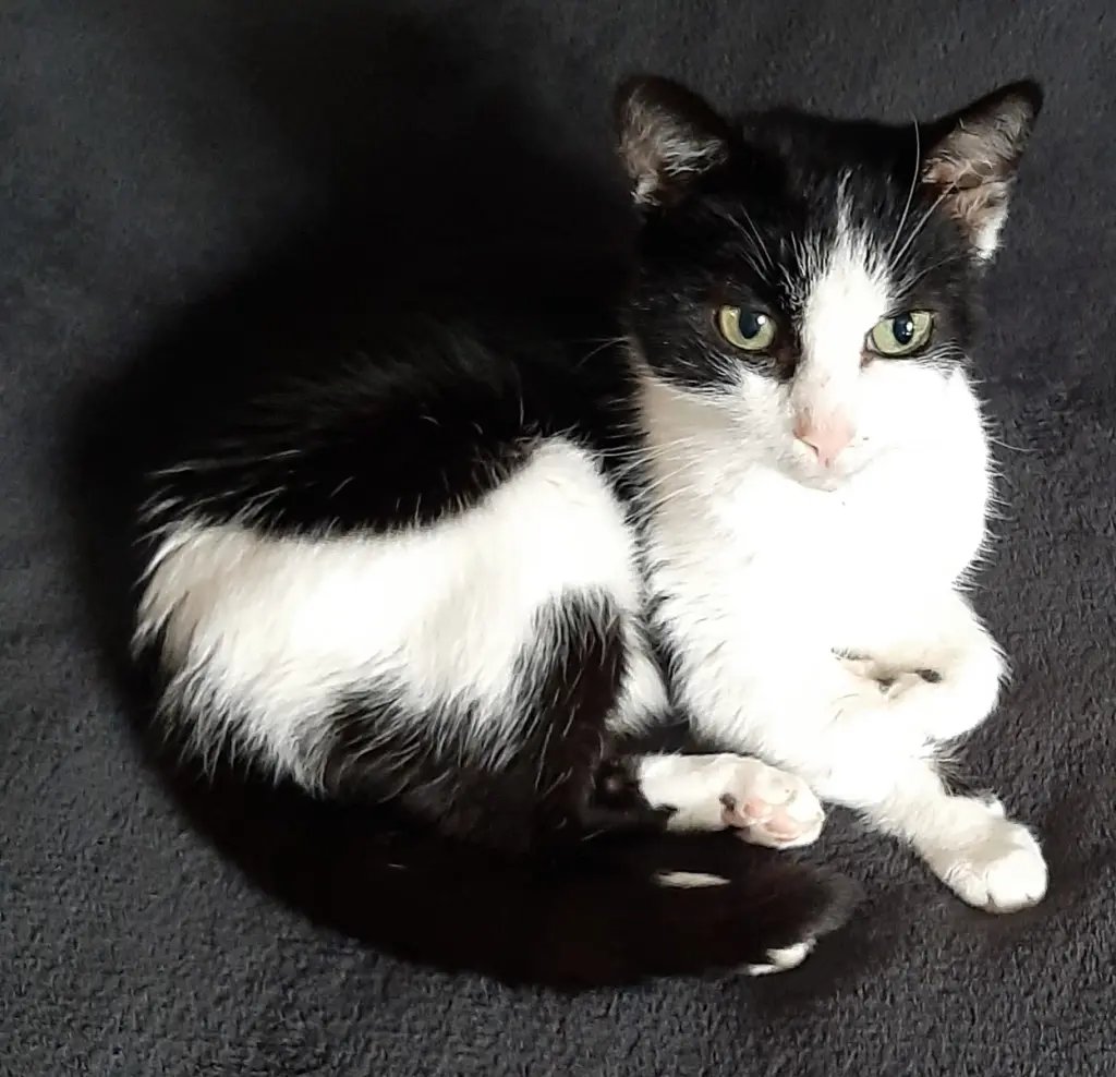 Image from Mietzi