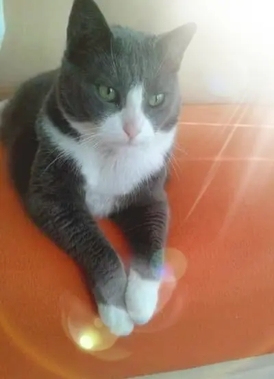 Image from Kitty