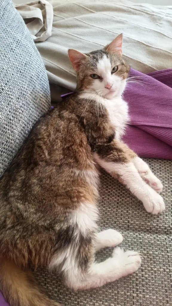 Image from Kitty