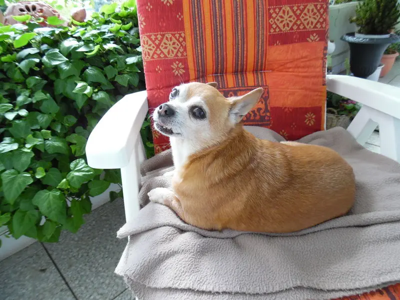 Andachtsbild von Irene mit *Jimmy * für immer im Herzen