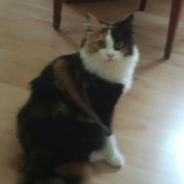 Andachtsbild von Fotini mit Mercedés ❤ im Herzen