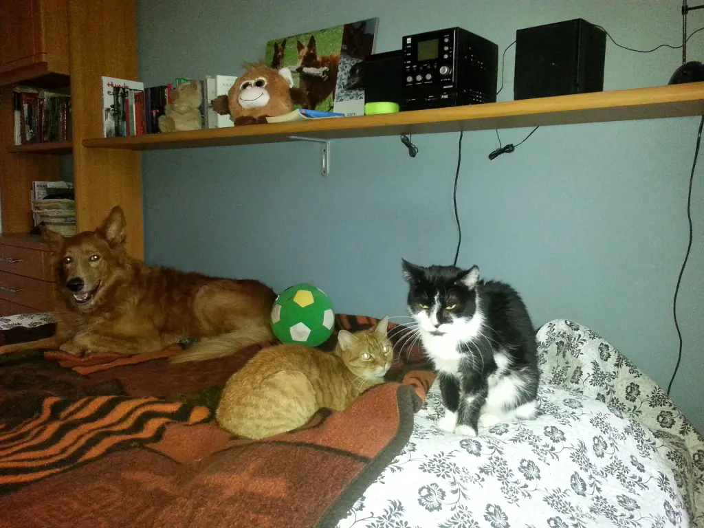 Image from Pebbels