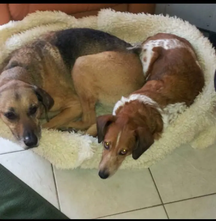 Image from Stella