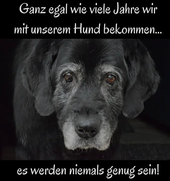 Condolence image of Sabine mit Kaspar tief im Herzen