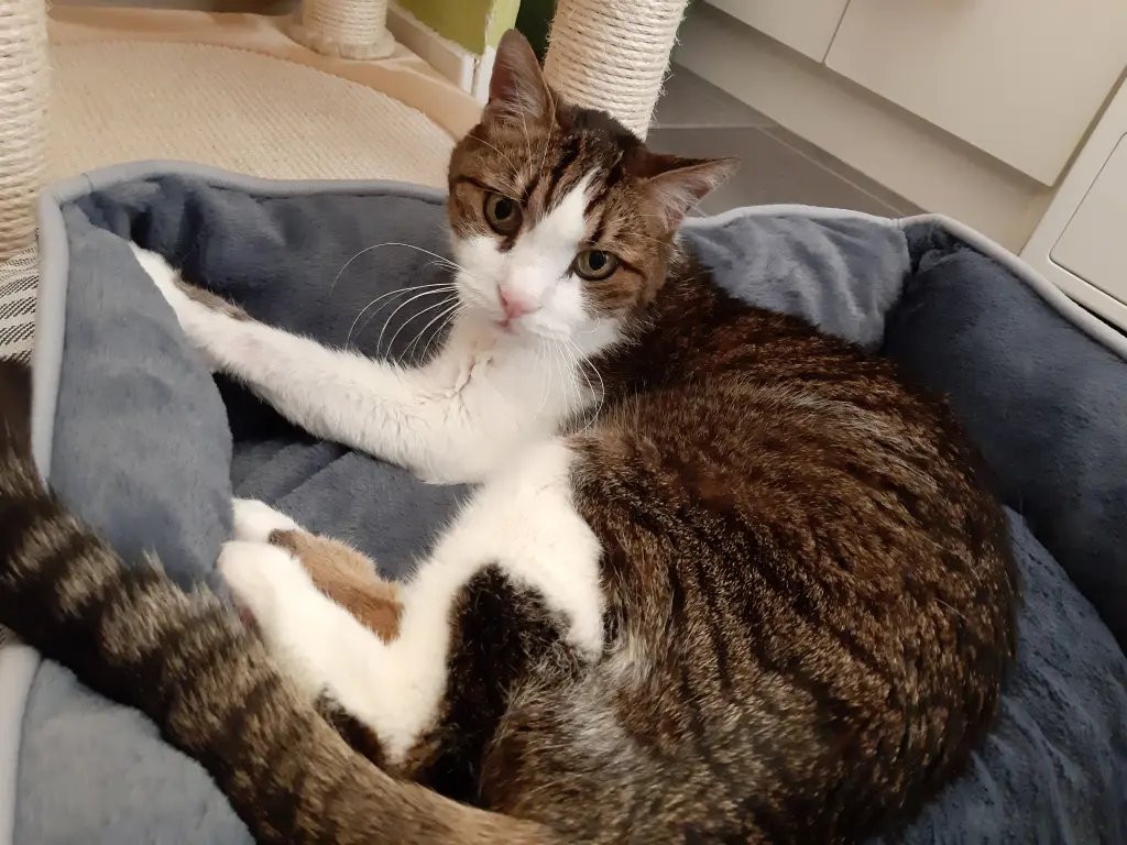 Condolence image of Tanja mit Timmy im Herzen