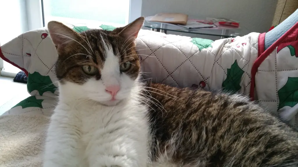 Condolence image of Tanja mit Timmy im Herzen