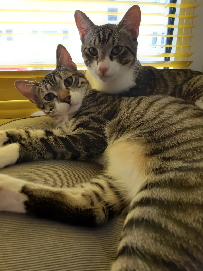 Condolence image of Tanja mit Timmy im Herzen