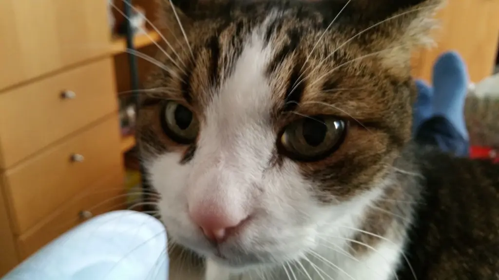Condolence image of Tanja mit Timmy im Herzen