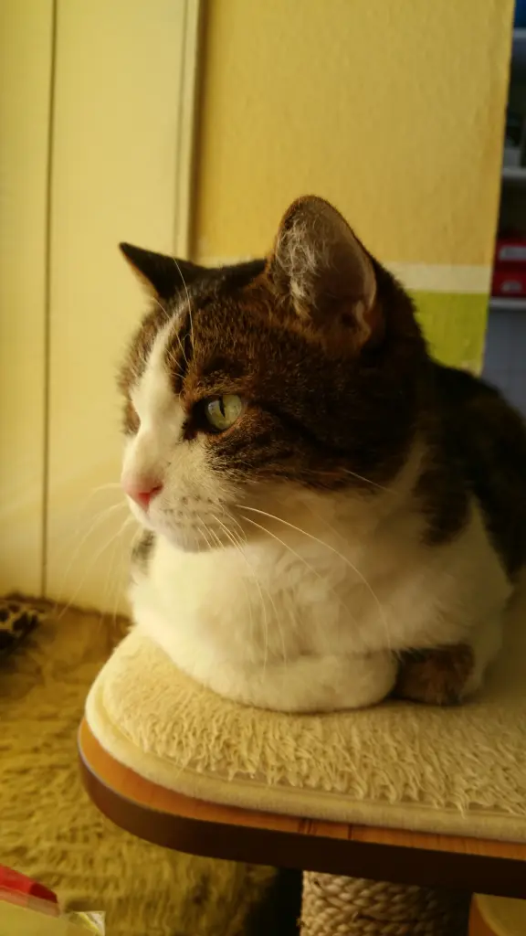 Condolence image of Tanja mit Timmy im Herzen