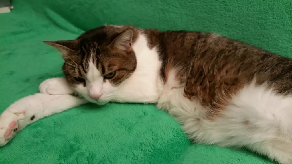 Condolence image of Tanja mit Timmy im Herzen