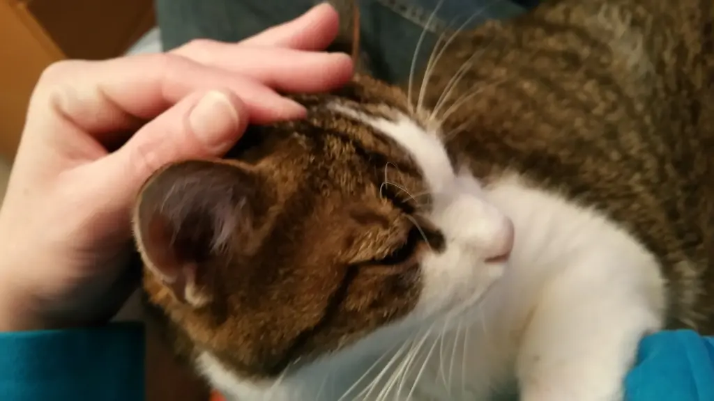 Condolence image of Tanja mit Timmy im Herzen 