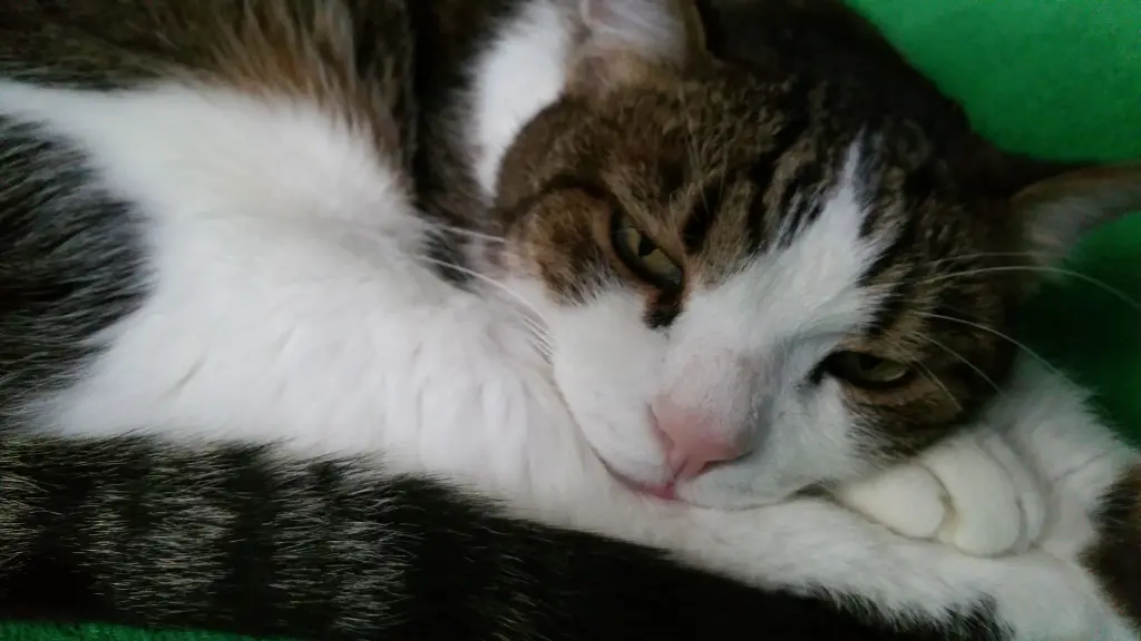 Condolence image of Tanja mit Timmy im Herzen