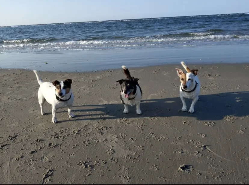 Andachtsbild von Peppers Frauchen