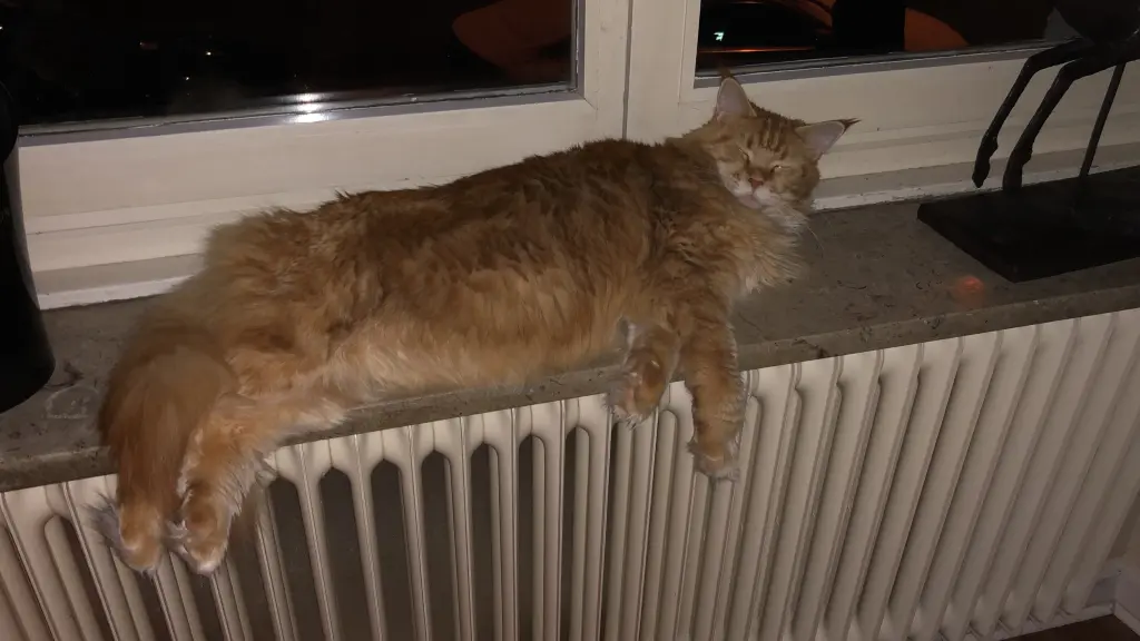 Image from Für unsere geliebte Rupi