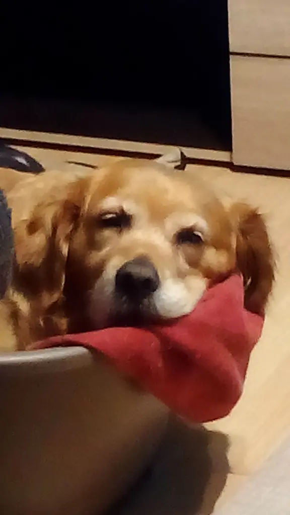 Condolence image of Ellen mit Lina ♥️