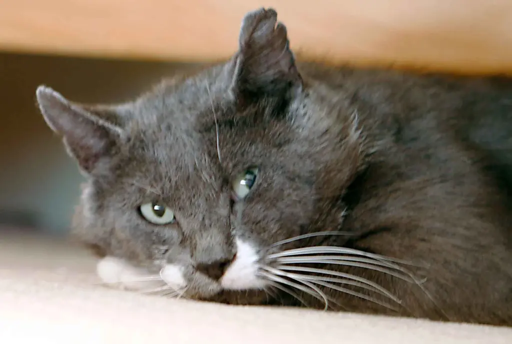 Condolence image of Margret