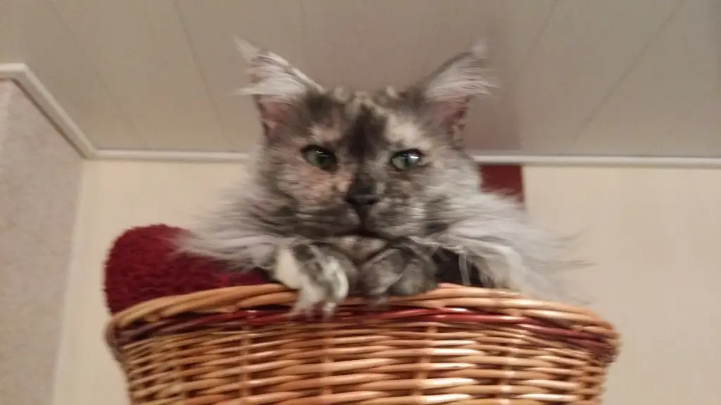 Condolence image of Uschi
