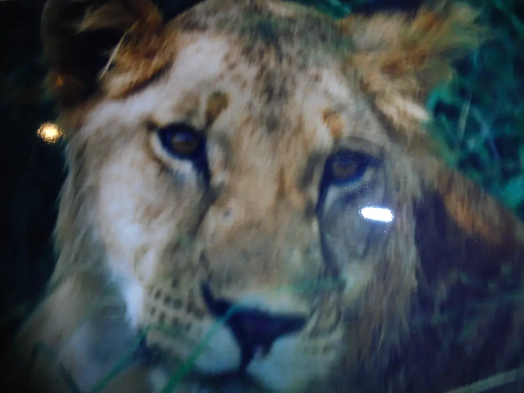 Image from Alle Tiere
