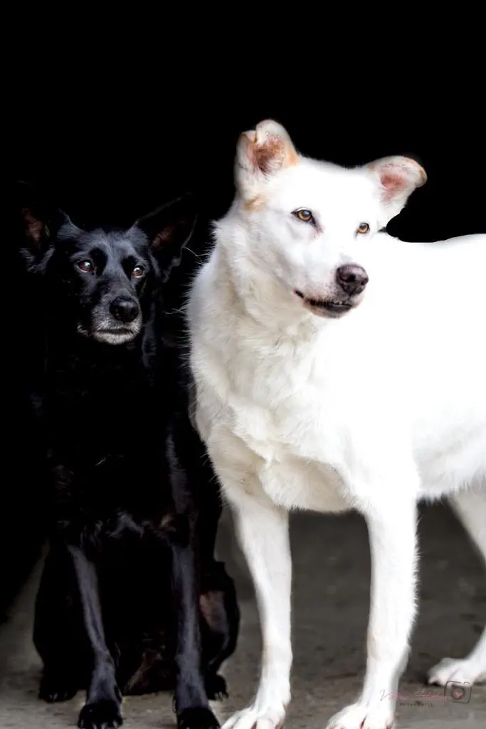Image from Xena (Puppi)