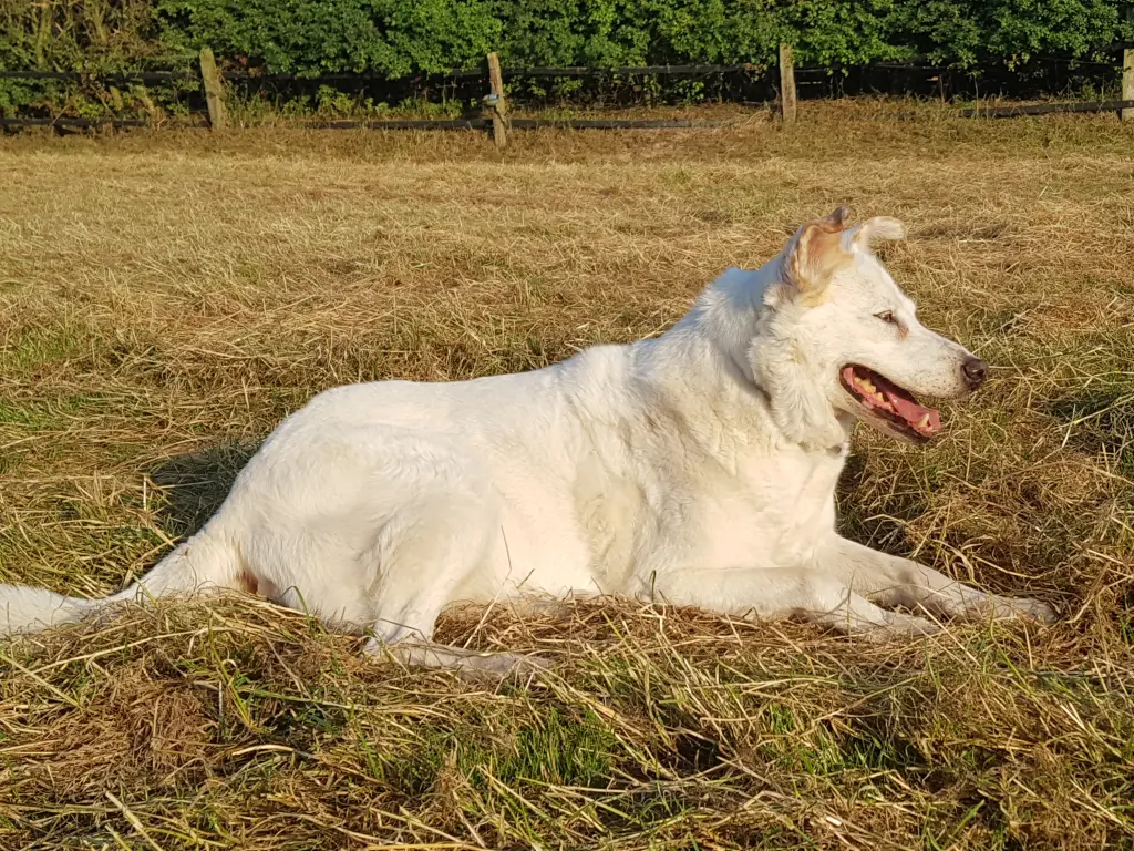 Image from Xena (Puppi)