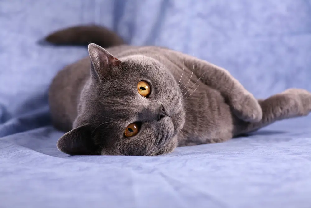 Image from Paulchen Panther