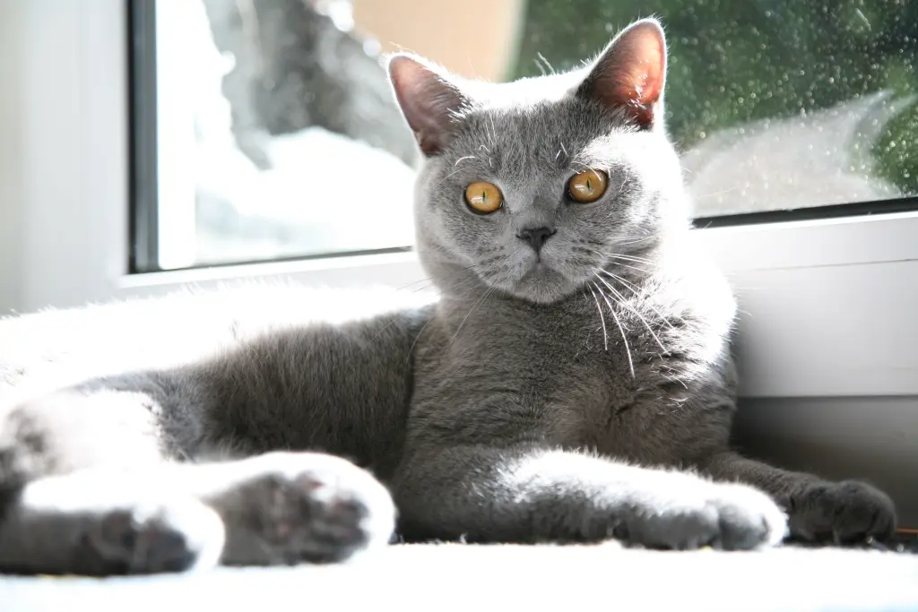 Image from Paulchen Panther