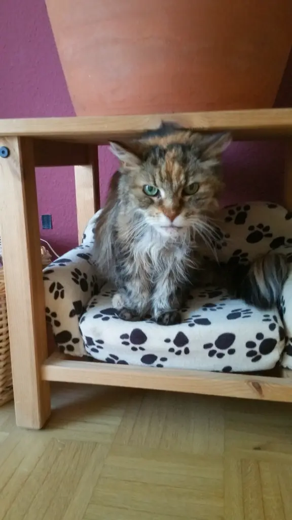 Image from Ömchen