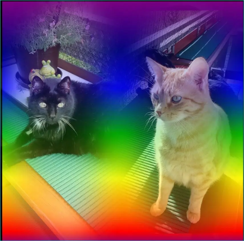 Condolence image of Hedi mit Puma und Max im Herzen 