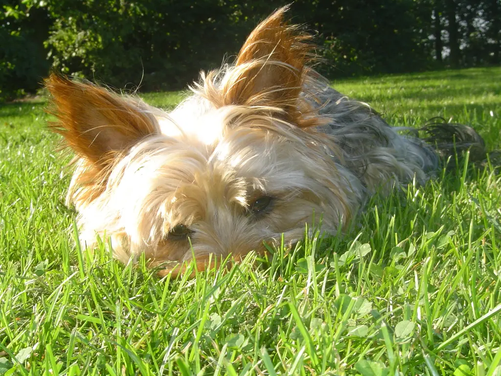 Condolence image of Silvia