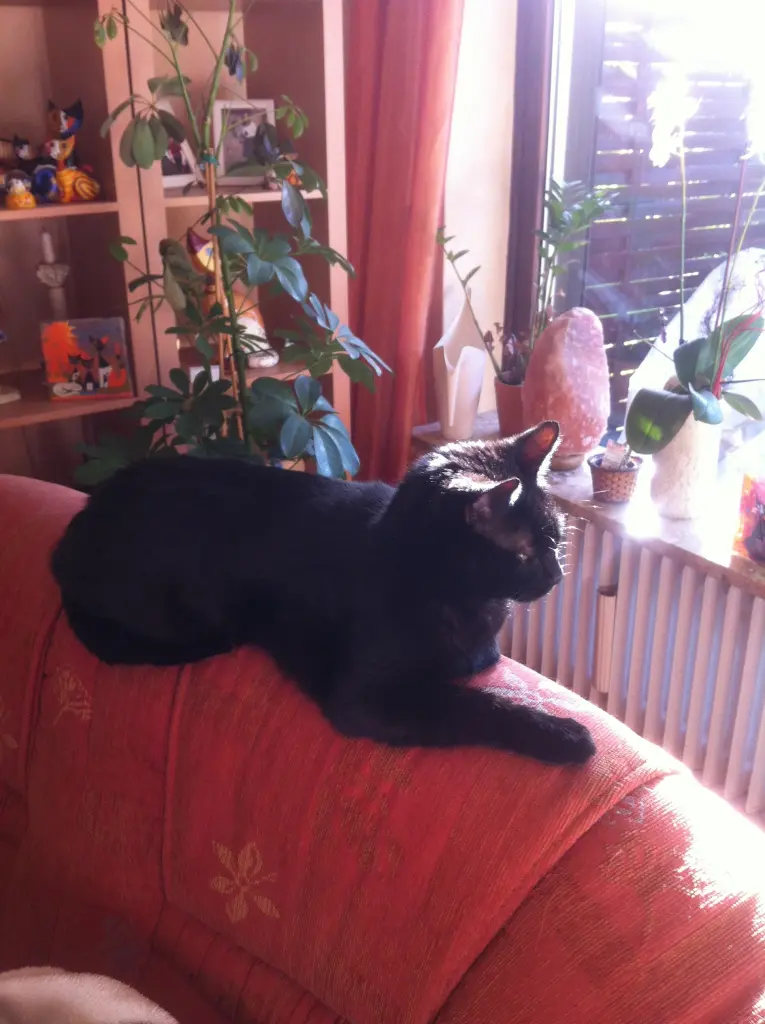 Image from Tiger