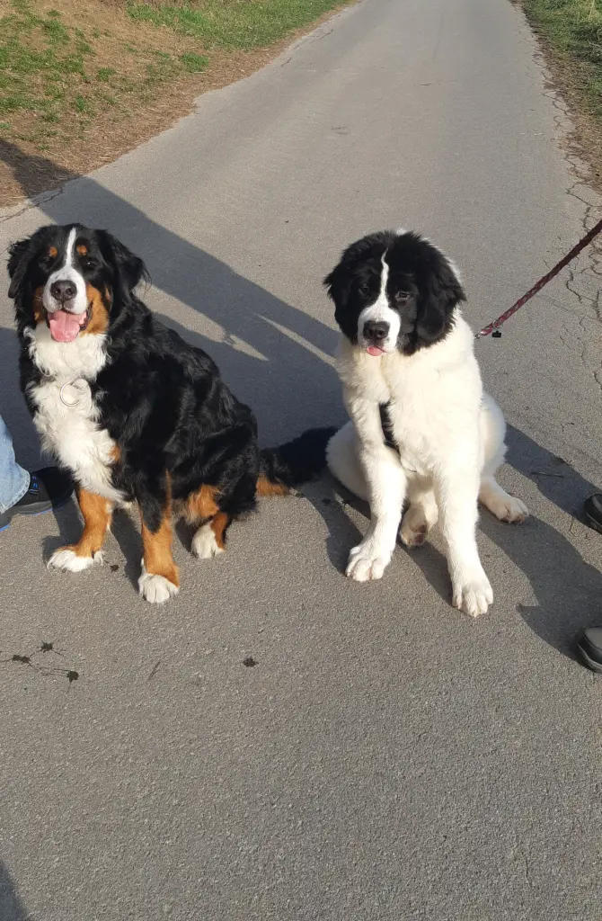 Image from Bella