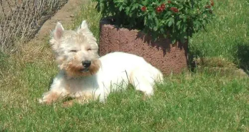 Image from Victor von Ammerreuth alias Bobby