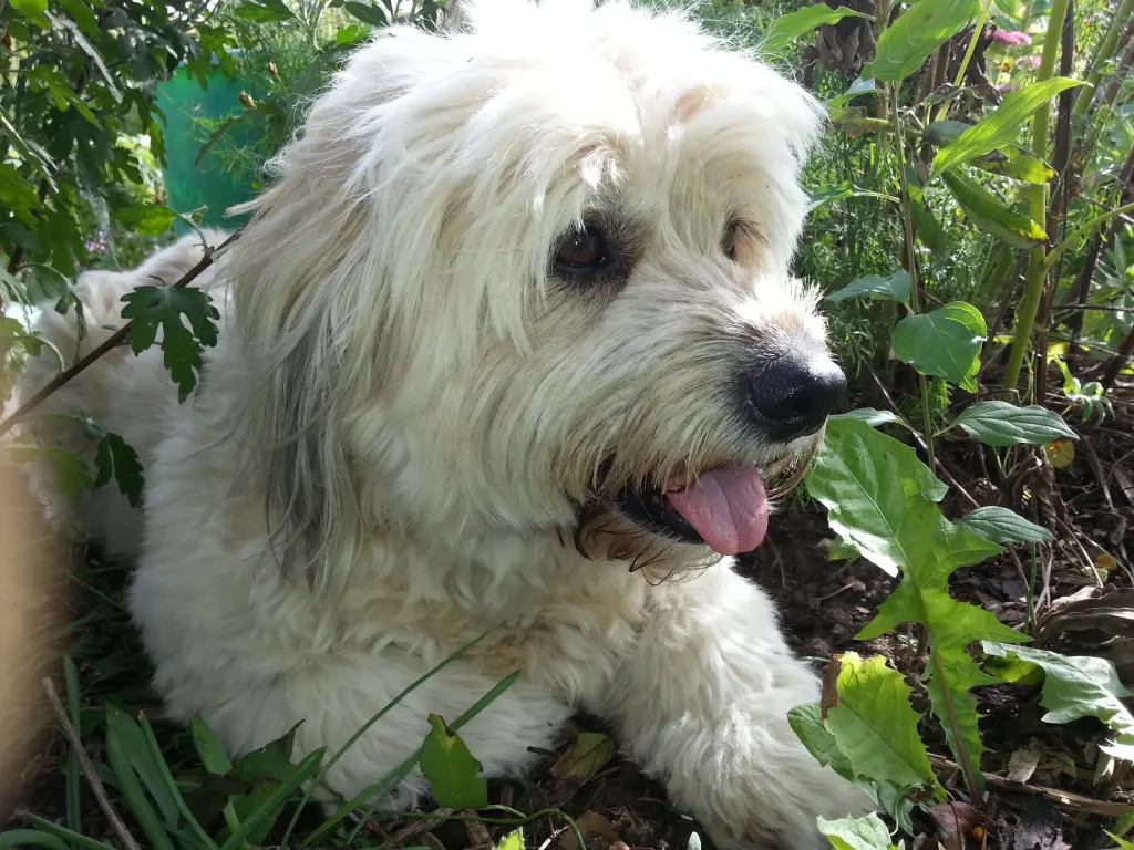 Image from Boncuk