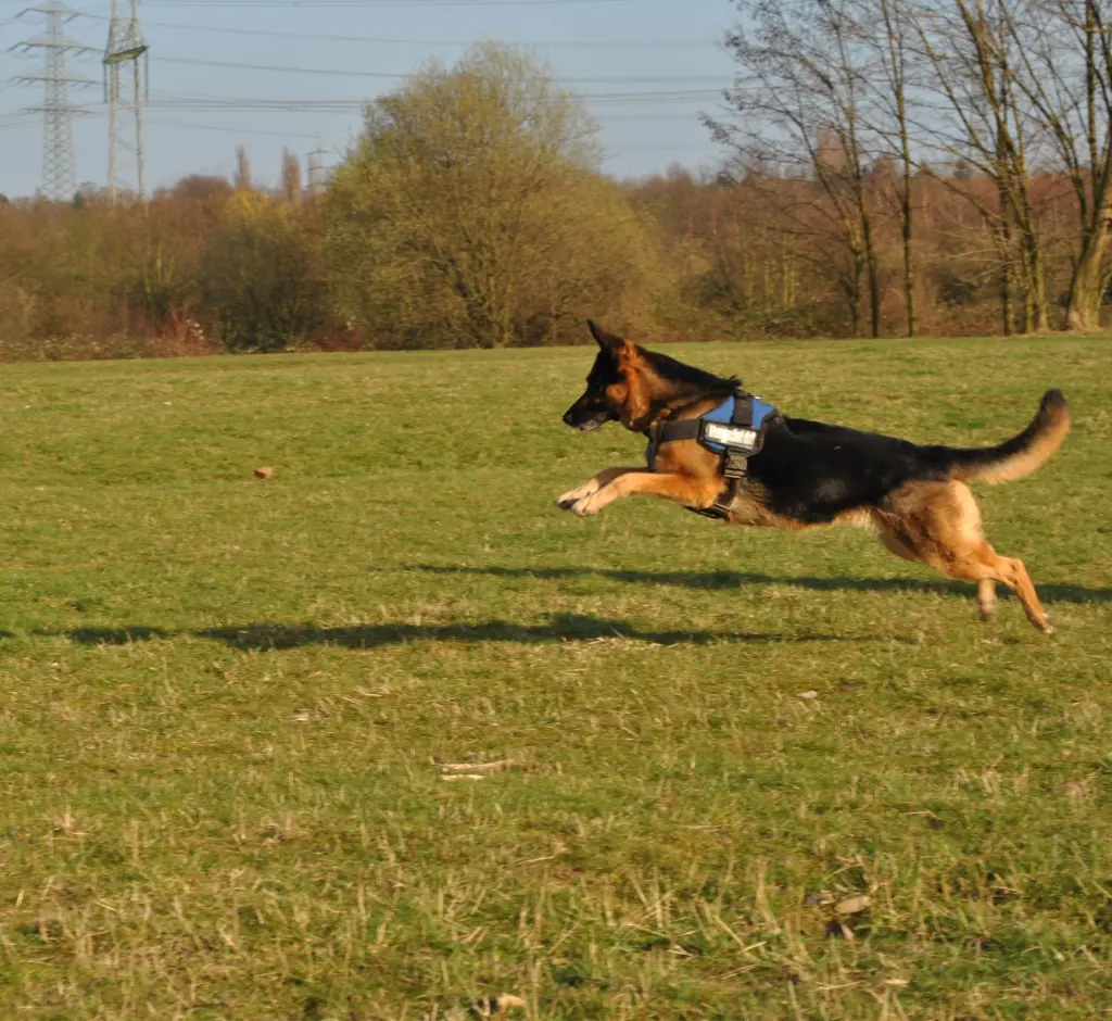 Image from Xena