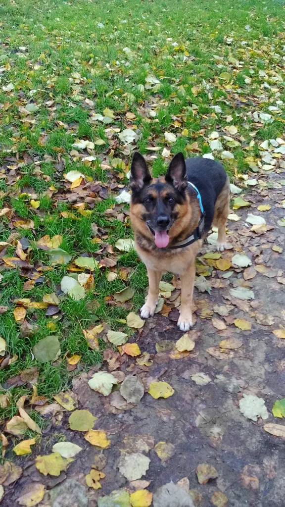 Image from Xena