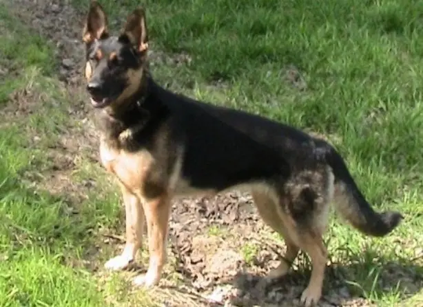 Image from Xena