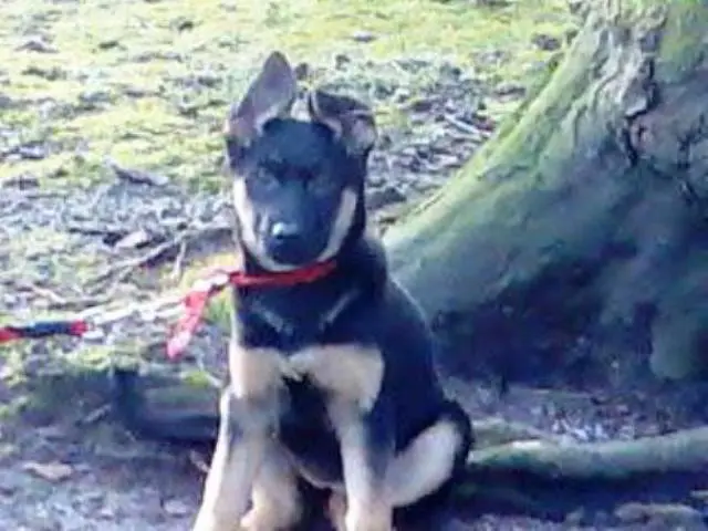 Image from Xena
