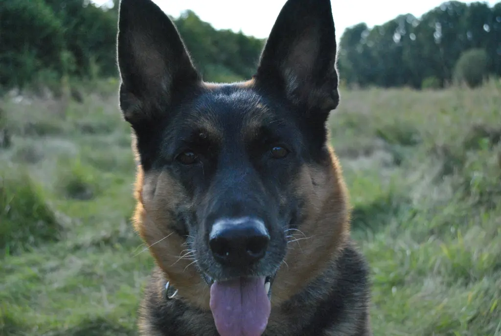 Image from Xena