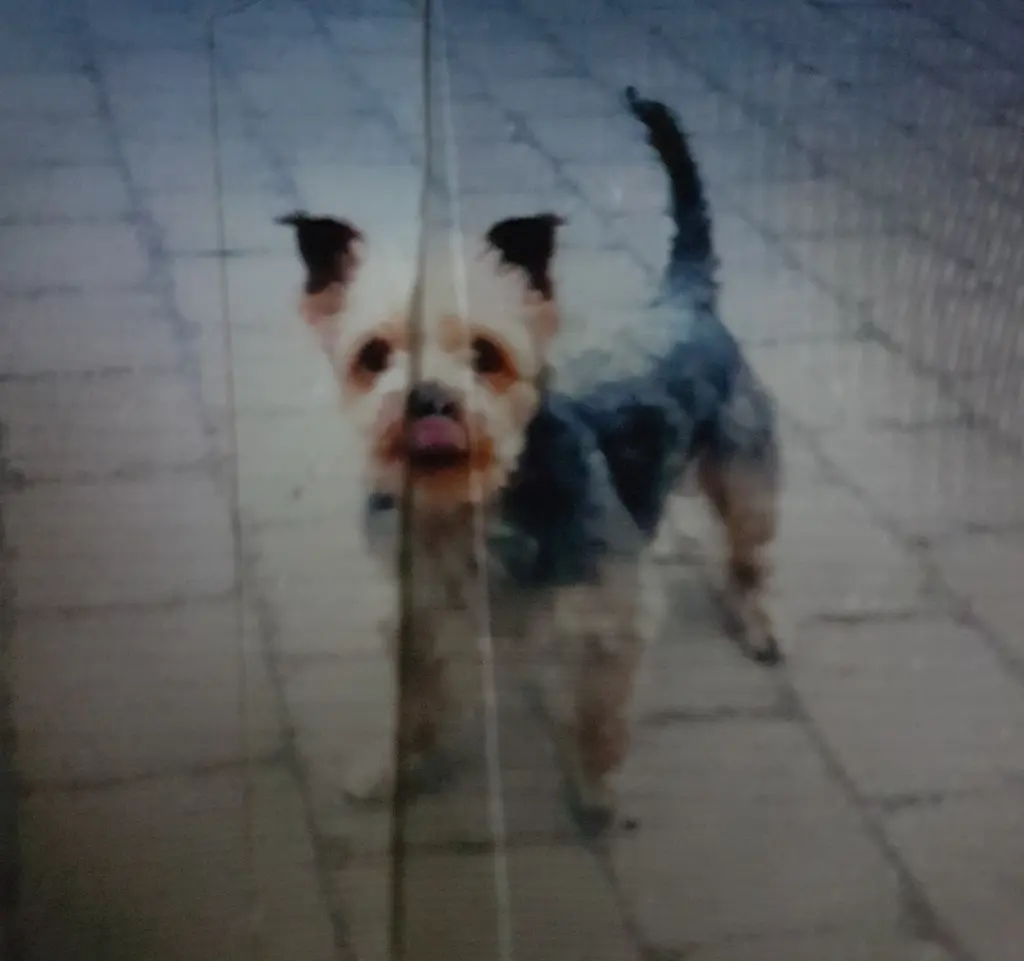 Condolence image of Rena