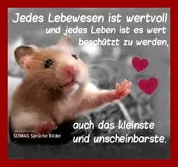 Condolence image of Sonntagsrose für little Star ❤